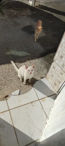 Adoção ou você perdeu essa gata?