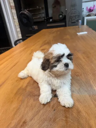 Vende - se filhote Shih Tzu