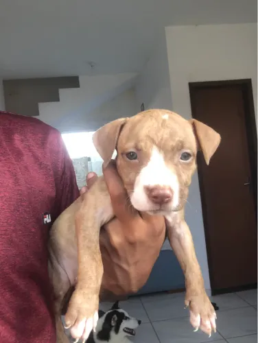 Filhotes fêmea de pitbull