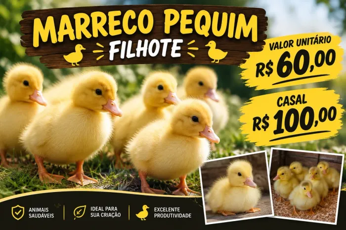 Marrecos Pequim filhotes