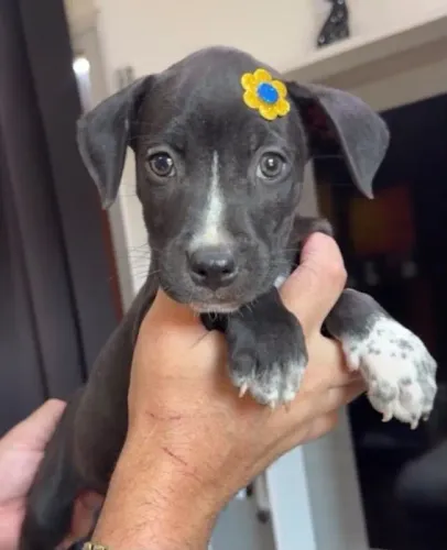 Pitbull macho e fêmea com kit grátis