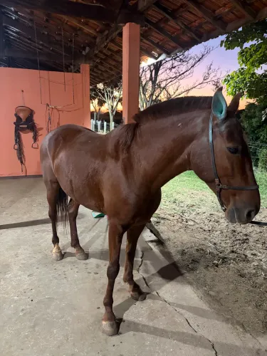 Cavalo mangalarga marcha picada3 anos meio