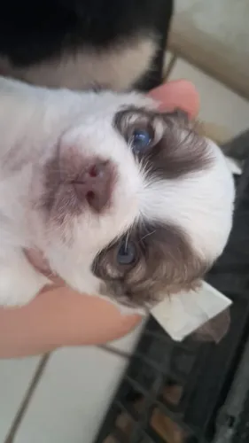 Chihuahua macho, pelo longo