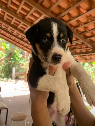 Filhote de fila com husky
