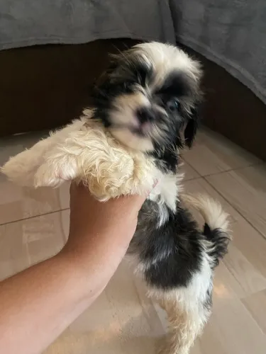 Filhotinho de shihtzu 