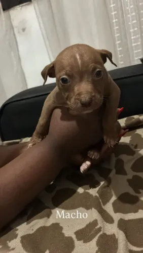 Vendo filhotes de Pit Bull