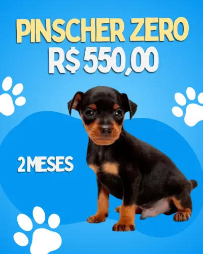 Pinscher zero - R$ 550,00 - MACHO