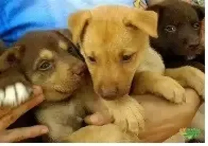 labrador x pastor Respondo pelo 9.9751.6491 Entrega imediata Só paga ao receber o filhote