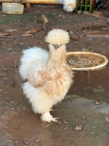 Galinha sedosa do Japão raça pura