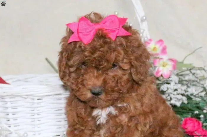 Poodle - Adquira Hoje | Fale Agora