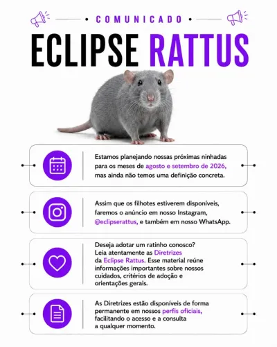 Filhotes de Rato Twister (Fancy Rat) - Ninhadas Previstas 2026 | Reservas em Breve