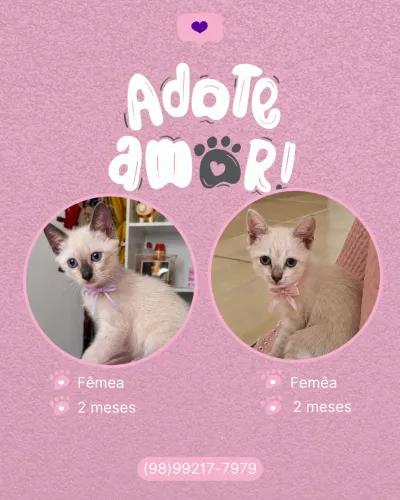 Gatinhos para adoção