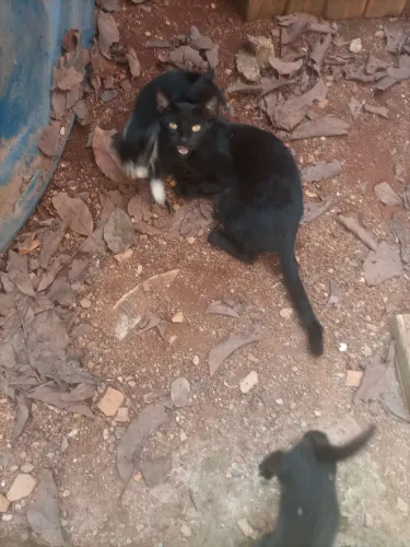 Doação de   filhotes gato ?