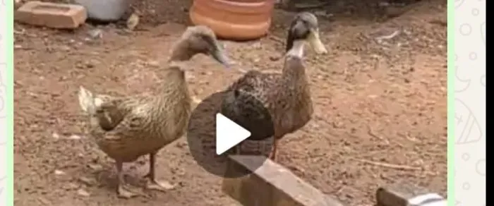 Marreco adultos a venda 