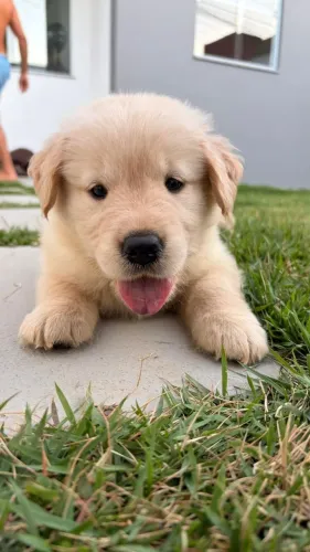 Filhote de Golden Retriever 45 dias vermifugado