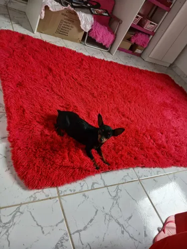 Vendo Pinscher N 2  