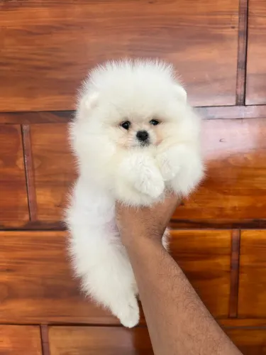 Spitz Alemão Anao ( ALTO PADRÃO ) VALOR VIA CHAT OU ZAP