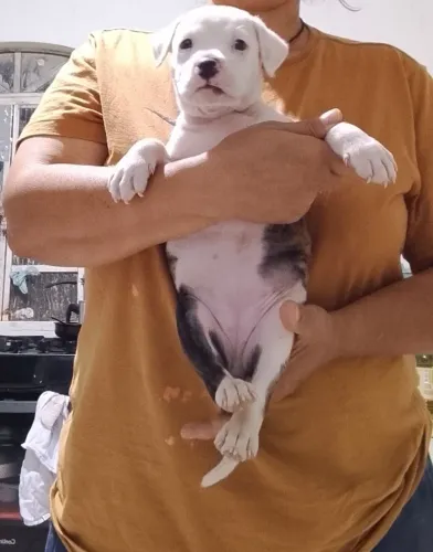 Fêmea Pitbull 