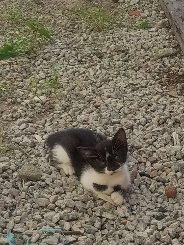 Gata frajola filhote