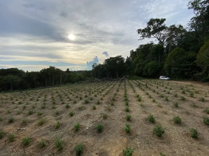 Terreno com produção de pimenta de cheiro