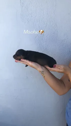 Filhote Dachshund