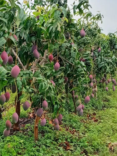 Vendo area agricola 