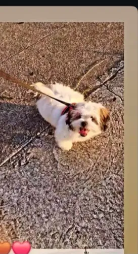 Cachorro