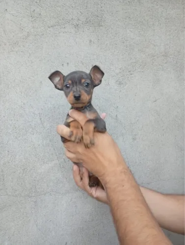 Pinscher lindo