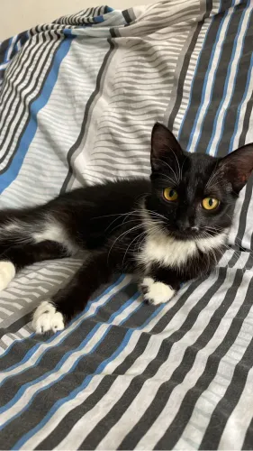Gatinha pra doação