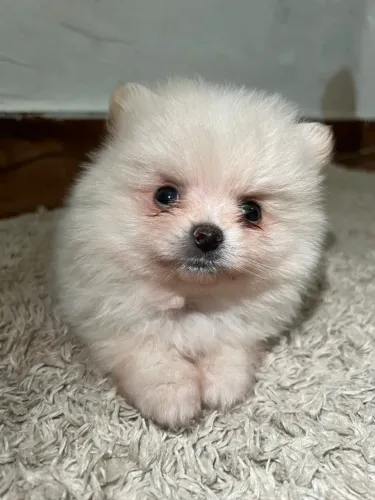 Cachorro Lulu da Pomerania filhote cheio de amor disponível hoje.