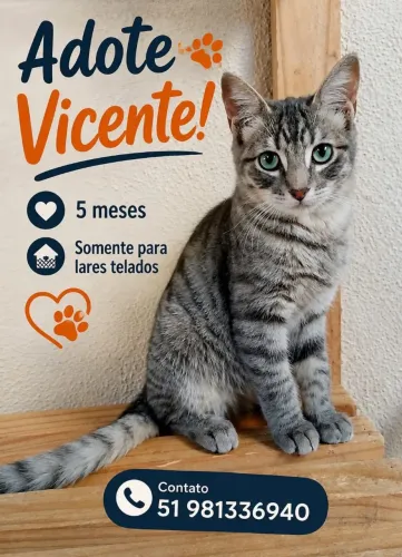 Gatinho brasinho filhote 5m