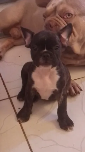 Linda filhote fêmea de Buldogue francês 90 dias!