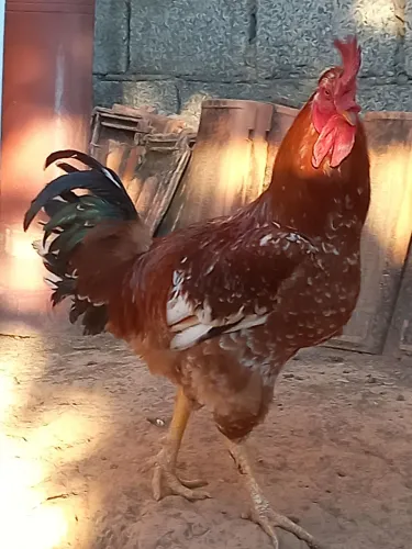 Galo GSB pura raça 