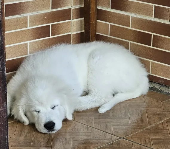 Filhotes de cachorro Maremano