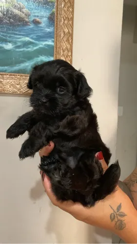 Vendo filhote shihtzu