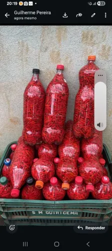 Pimenta malagueta 