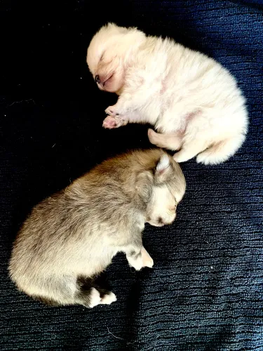 Spitz Alemão Anão (Lulu da Pomerânia)