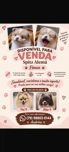 Spitz 