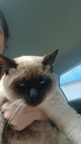 Doação de dois gatos.