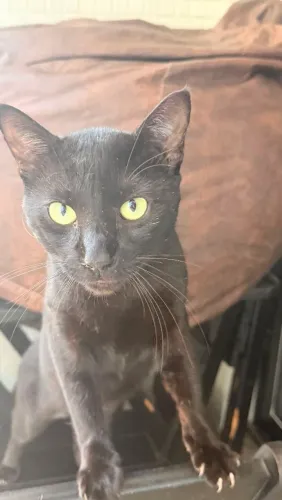 Doação gato preto macho