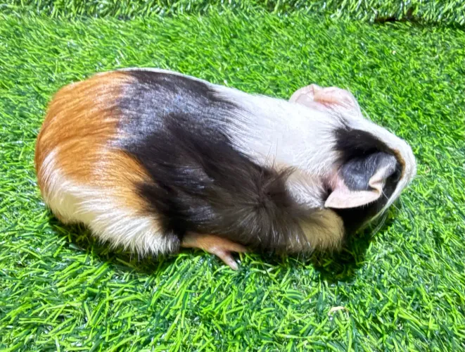 Filhotes de Porquinho da Índia