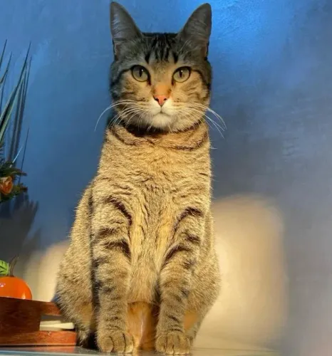 Gato 4 anos, macho, castrado, vacinado