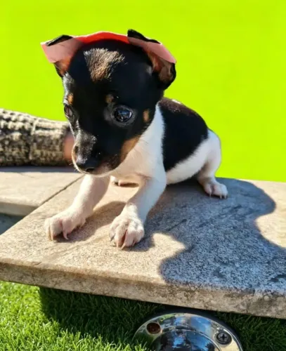 Filhotinha Linda de Olhar Cativante