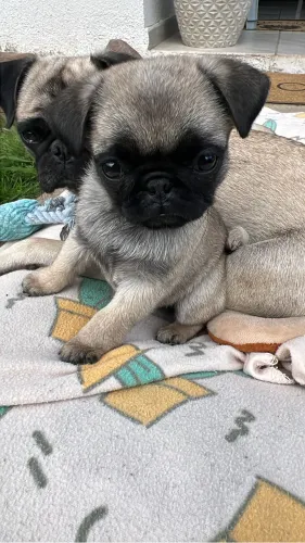 Filhotes de Pug
