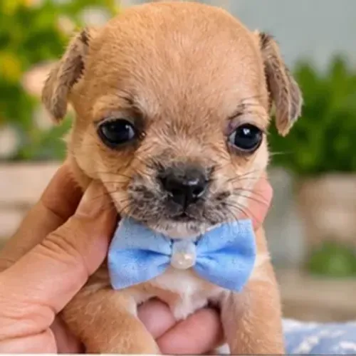 Chihuahua mini Macho de Pelo Curto - Pronta Entrega