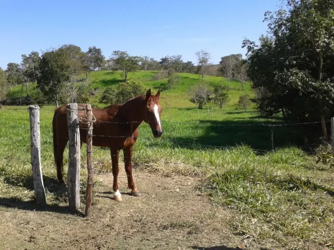 FAZENDINHA 80 HECTARES EM LIVRAMENTO