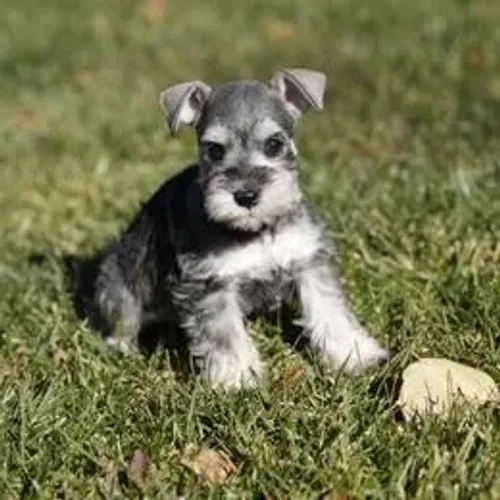 Schnauzer,Schnauzer Filhote Muito Amoroso e Dócil