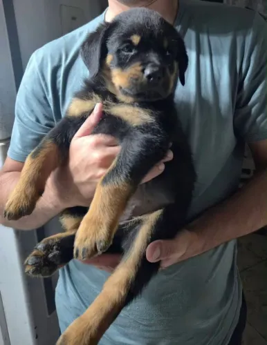 Filhote rottweiler, Nada como um filhotinho para iluminar seu dia!