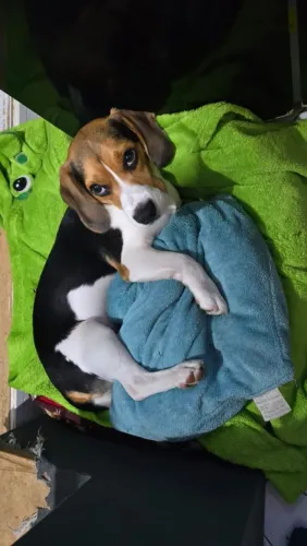 Beagle Mini Machos 8 Meses - Pedigree CBKC Opcional - Promoção 