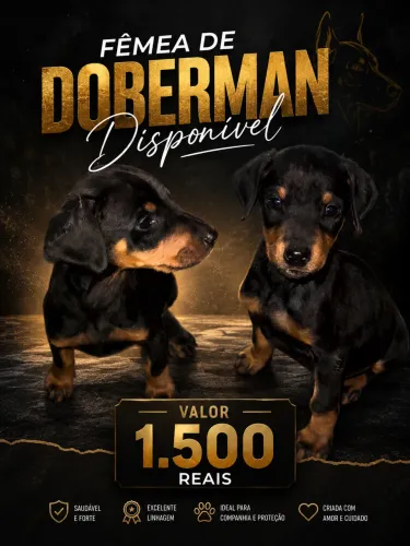 Doberman americano